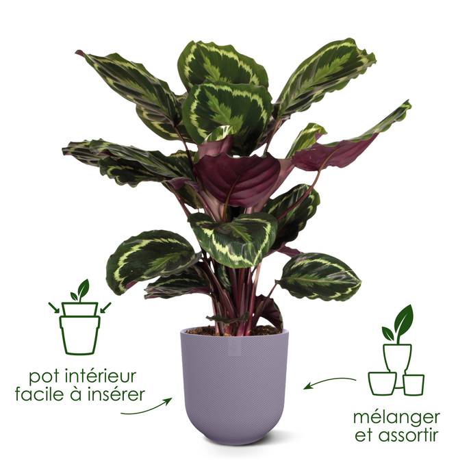 jazz rond 35cm lavande lilas